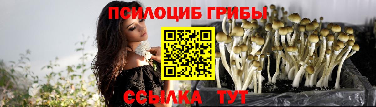Псилоцибиновые грибы Psilocybine cubensis Обь